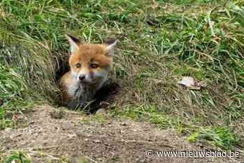 Jager krijgt ook in beroep vrijspraak voor doden van vossenwelp Sammie in Riemst