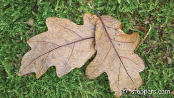 Compact, Versatile, and Sturdy: A Closer Look at K&F’s Mini Tripod