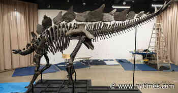 World’s Priciest Dinosaur Fossil Comes to Museum of Natural History