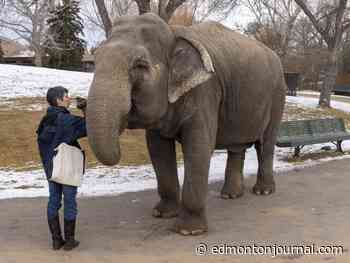'She is healthy': Edmonton's Lucy the elephant gets high marks in fall assessment approaching age 50