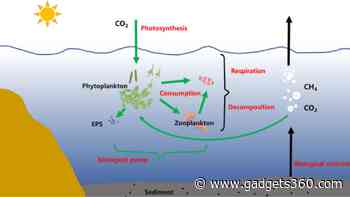 Plankton’s Ability To Sequester Carbon Is Influenced by Ocean Density, Study Shows