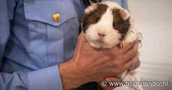 Noorse massamoordenaar Anders Breivik krijgt twee cavia's in zijn cel