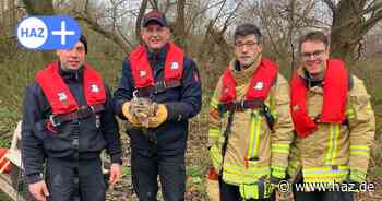 Feuerwehr Hannover: Mäusebussard in Not gerettet