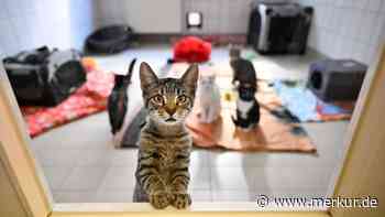 „Sind keine Weihnachtsgeschenke“: Tierheim verkündet Vermittlungsstopp – mit einer Ausnahme