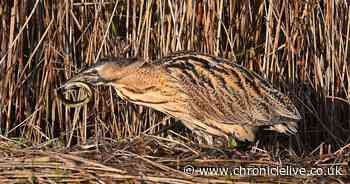 The rare bird booming at Northumberland's coastal nature reserves