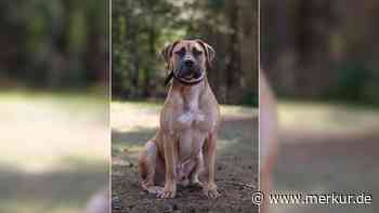 „Albern, distanzlos und unerzogen“: Tierheim Nürnberg sucht Zuhause für Hund Hutch