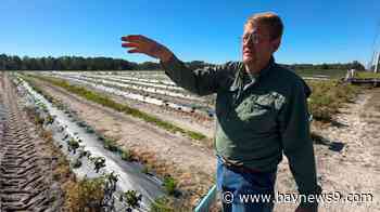 Recent University of Florida study examines impact Helene had on state agriculture