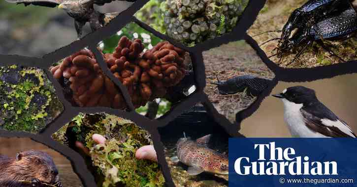 Giant slugs and octopus suckers: the weird and wonderful wildlife at risk in Britain’s vanishing rainforests