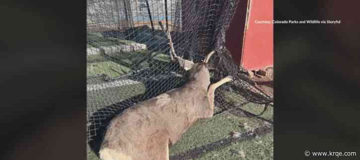 Colorado wildlife officials rescue deer in Durango