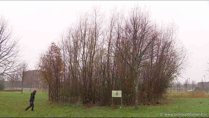 Almere - Minibosjes als leslocaties en groene oases verspreid door de stad