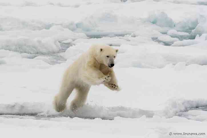 Husband leaps onto polar bear that lunged at wife in surprise attack: police