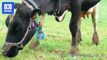 Cattle supplement maker labels anti-methane product concerns 'fake news'