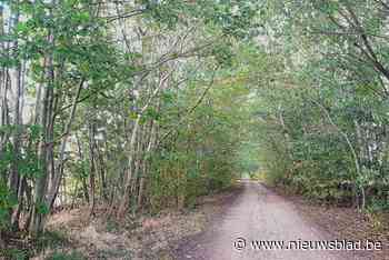 Uitheemse boomsoorten verdwijnen uit houtkant in Hoogstraatse Dreef