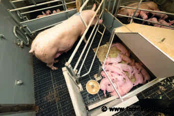 Half of pig farmers will quit sector if farrowing crate ban enacted