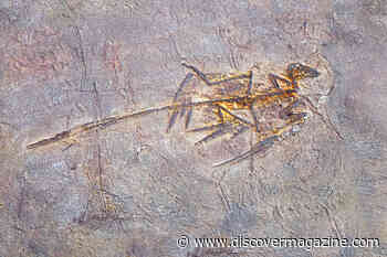 This 100-Million-Year-Old Microraptor Flapped Its Arms While Running