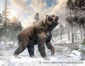 A Giant Short-Faced Bear Once Stood 11 Feet Tall During the Ice Age