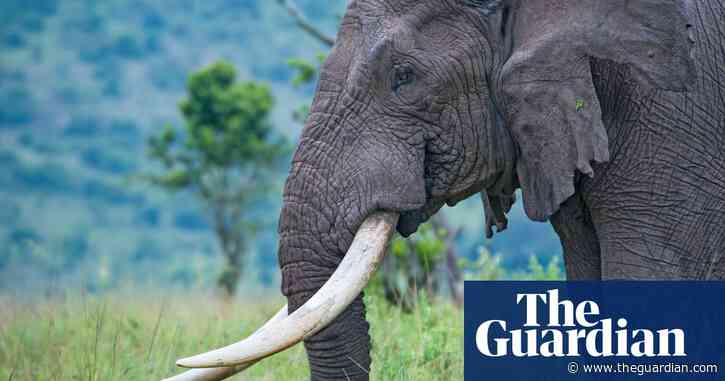 Saving ‘old and wise’ animals vital for species’ survival, say scientists