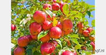 VLAM ziet potentieel voor appelen op Indiase markt