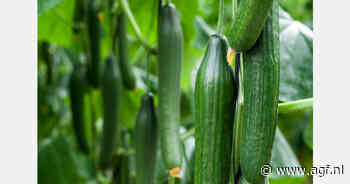 Hogere komkommerprijzen verwacht met temperatuurdaling