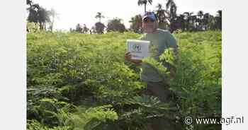Lage teelt en grote vraag naar Egyptische moringa