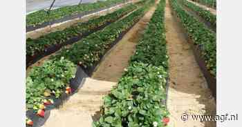 Areaal zachtfruit Huelva +4% in 2025