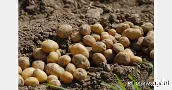 Bijna 2 miljoen ton aardappelen gerooid in Spanje dit jaar