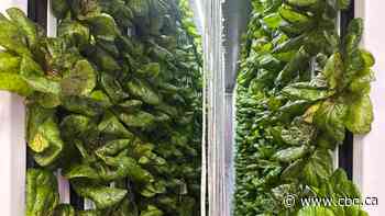 Check out this massive indoor garden feeding the hungry