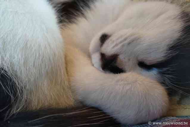 Ronse is in rouw, populaire kater Hermes overleden na aanrijding: “Ik ging er nog mee naar de deierenarts maar het was te laat”