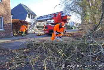 Boom valt op weg in Munsterbilzen