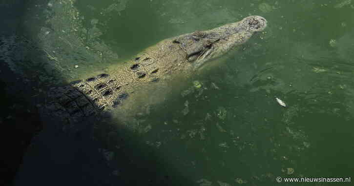 Vrouw gedood door krokodil in Indonesië, ondanks dat collega haar uit de kaken van het dier probeerde te trekken