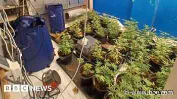 Hundreds of plants seized in cannabis farm raids