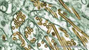 Scientists are SLAMMED for publishing a recipe to create a mutated flu virus - as sceptics warn it could cause another pandemic