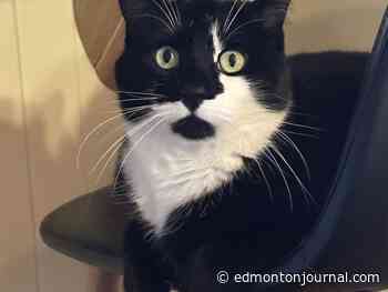 Jasper family reunites with cat missing 100 days in the wilderness