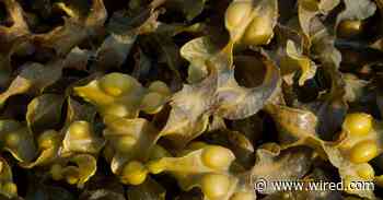 Skip the Sea Kelp Supplements (2024)