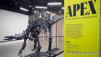 Apex the $45M stegosaurus on display in NYC. Here's what scientists hope to learn