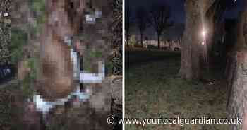 Body of ‘very thin’ dog found dumped in Croydon park