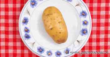 Zijn onze friet en stamppot in gevaar? ‘Aardappeltelers zijn de strijd aan het verliezen’