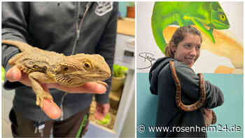 Schlangen aus dem Online-Shop: Warum exotische Reptilien im Rosenheimer Tierheim landen
