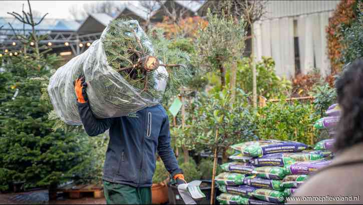 Almere - Sinterklaas is weg, dus topdrukte op de kerstboomafdeling: 'Geen gebroken takken of halve koppen'