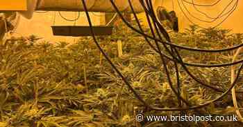 Man found hiding under bed on Bristol cannabis farm
