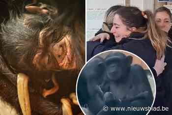 Na 32 jaar nog eens een chimpansee geboren in Zoo Antwerpen: “Iedereen kwam meteen kijken naar het jong”
