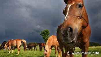 Nach Tierquälerei in Lochhausen: Panik unter Pferdebesitzern im Würmtal