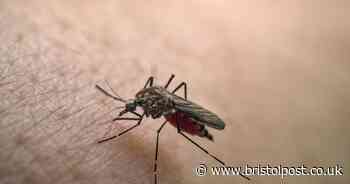 Holidaymakers bring back painful infection to UK which can last for months