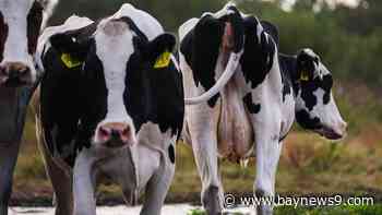 USDA orders new national testing strategy for raw milk after bird flu detected in dairy cows