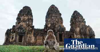 Week in wildlife in pictures: cheeky macaques, busy bees and an unfazed egret