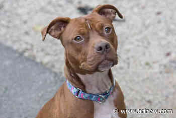 Adoptable Pet of the Week: Toast