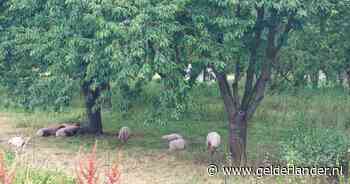 Er moeten wat bomen gekapt maar kersenboomgaard in Lent wordt toch een buurtpark; dit zijn de plannen