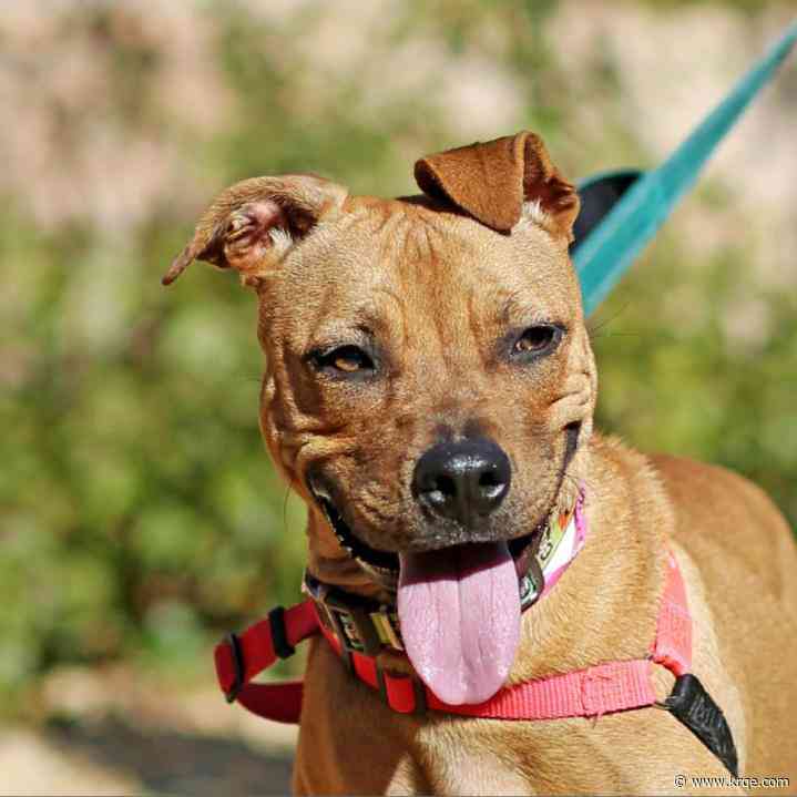 Meet Lisa: Animal Humane New Mexico shows pups' growth spurt