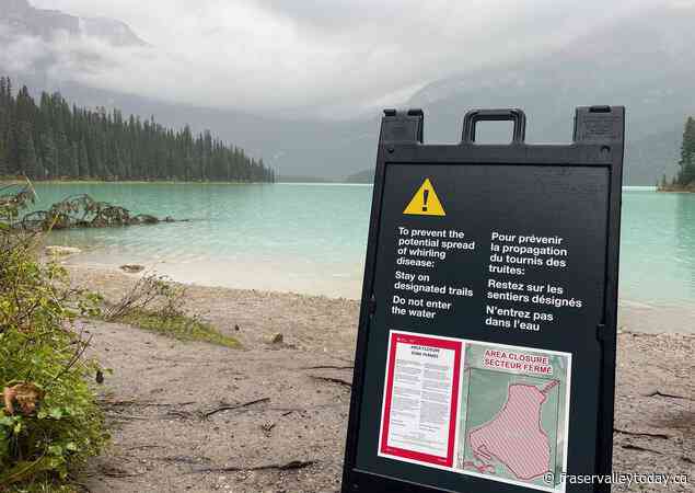 More cases of parasite causing deadly whirling disease in fish found in B.C. waters