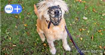 SPD in Hannover will keine Kritik städtischer Mitarbeiter dulden - der HAZ-Kommentar